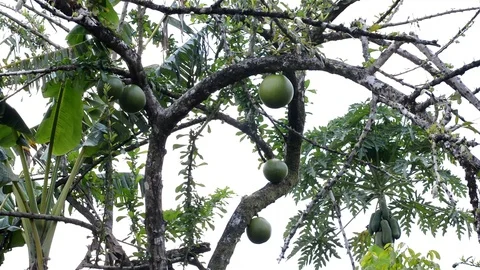 Tropical trees Stock Footage 99118442