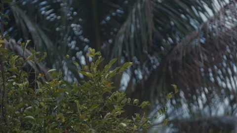 TROPICAL TREES 스톡 동영상 148186962