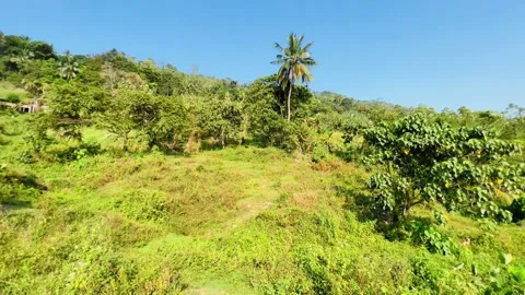 Tropical trees on a green hill Stock Footage 233376002