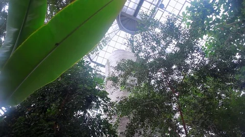 Tropical trees grow in greenhouse, Berlin botanical gardens, Germany Stock Footage