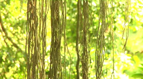 Tropical Trees in the Monkey Forest in Bali Stock Footage 41380314