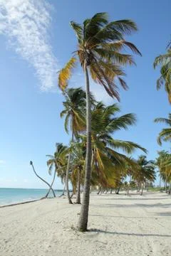 Tropical trees 스톡 사진