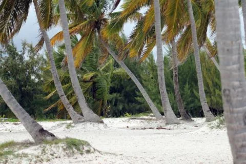 Tropical trees Stock Photos