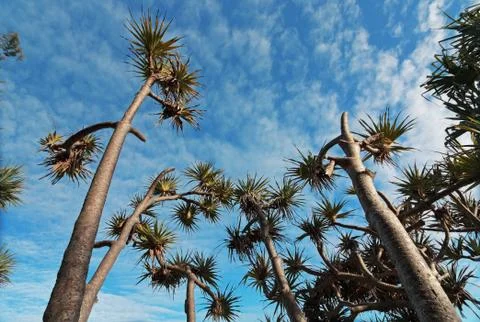 Tropical trees Stock Photos