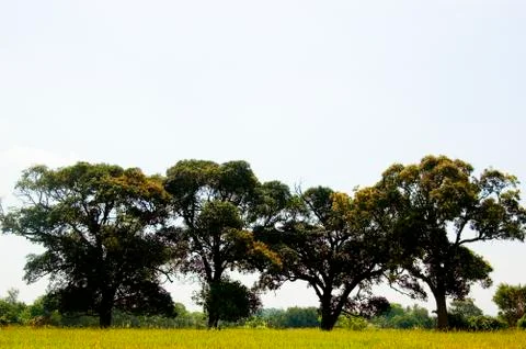 Tropical trees Stock Photos