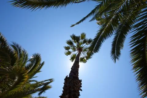 Tropical trees Stock Photos