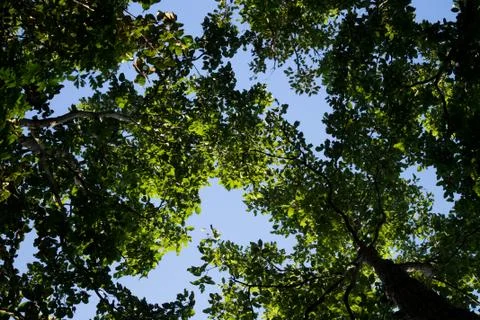 Tropical trees Stock Photos
