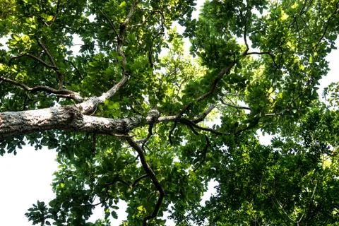 Tropical trees Stock Photos