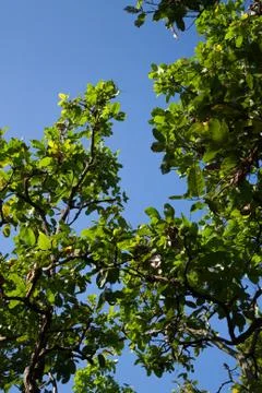 Tropical trees Stock Photos