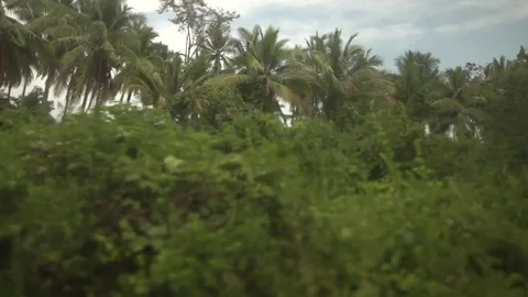 Tropical Trees Rolling By Outside Train Stock Footage 79161422