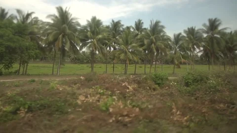 Tropical Trees Rolling Past Train Stock Footage 79161301