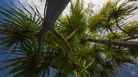 Tropical trees slider shot Vidéo 68978517