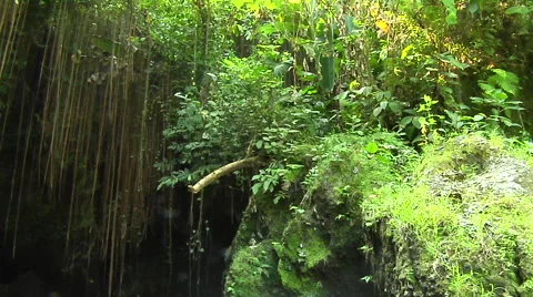 Tropical trees by a small river in the rain forest in Bali Stock Footage 41379769