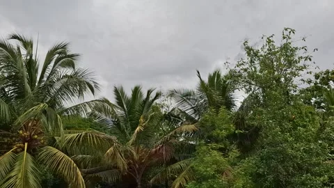 Tropical Trees Swaying Under Overcast Sky Video stock 337333544