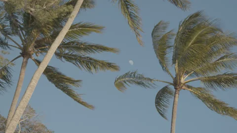 Tropical Trees Swaying in the Wind Stock Footage 274922804