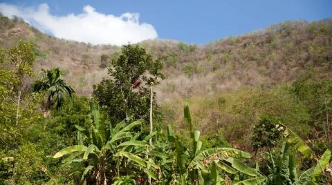 Tropical trees on top of the mountain. Stock Photos