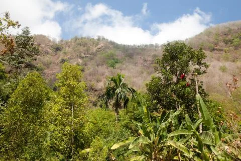 Tropical trees on top of the mountain. Stock Photos