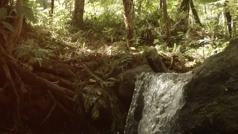 Tropical Trees Tower over Tiny Waterfall in Thai Jungle Wilderness Stock Footage 89605239
