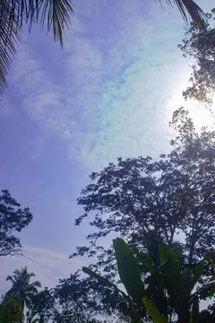 Tropical Trees Under Clear Blue Sky on a Sunny Day Stock Photos