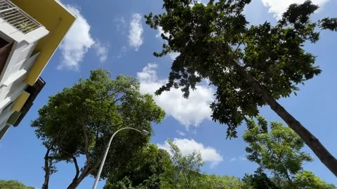 Tropical Trees under Cloudy Sky 動画素材 168657665