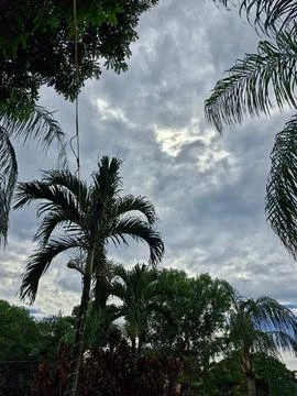 Tropical trees under cloudy sky Stock Photos