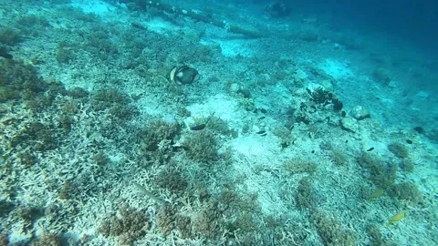 Tropical triggerfish in the waters of Bali, diving in Indonesia Stock Footage 230139985