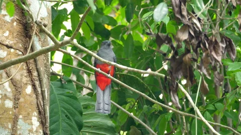 Tropical trogon bird in its natural habitat in the forest Stock Footage 106938118