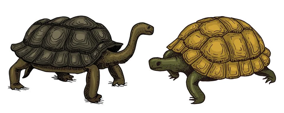 Tropical Turtle and tortoise shell, Animals Reptiles. Pet and Wildlife. Engraved Illustrazione stock