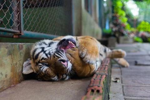 Tropical Twisting Orange Striped Tiger yawns in Mouth in Tiger Temple Thailan Stock Photos