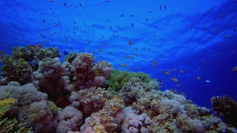 Tropical Underwater Colourful Reef Stock Footage 330942737