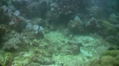 Tropical underwater coral reef landscape in the Philippines Stock Footage