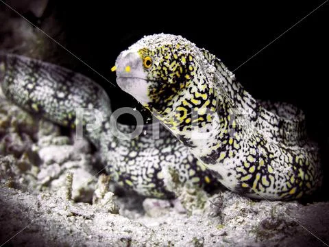 Tropical Underwater Curious Moray eel Stock Photos