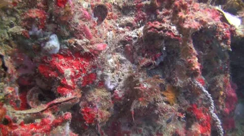 Tropical Underwater Ghost Pipe fish Stock Footage 20481317
