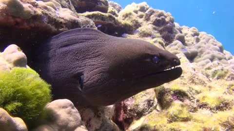 Tropical Underwater Moray eel, Clip 1 Stock Footage 11647497