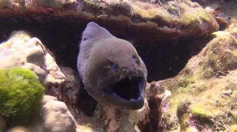 Tropical Underwater Moray eel, Clip 2 Stock Footage 11648428