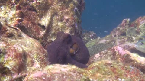 Tropical Underwater Octopus Stock Footage 20481574