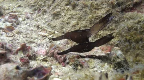 Tropical Underwater Robust Ghost Pipefish Clip 3 Stock Footage 20531081