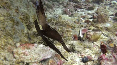 Tropical Underwater Robust Ghost Pipefish Clip 2 Stock Footage 20535906