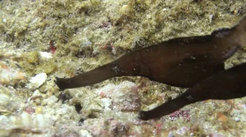Tropical Underwater Robust Ghost Pipefish Clip 1 Stock Footage 20536031