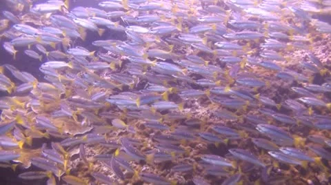 Tropical Underwater Two spotted snapper Stock Footage 20481256