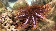 Tropical Underwater Walking Crown Of Thorns Starfish Stock Footage