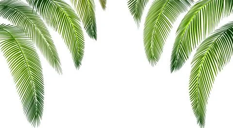 Tropical Various forms of green palm leaves. Place for advertisement, announc Stock Illustration