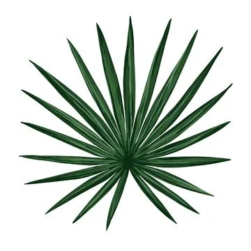 Tropical vector jungle palm leaf. Realistic hand drawn illustration. Isolated on Stock Illustration
