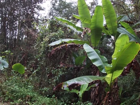Tropical Vegetation and Forest Trail at Sun Moon Lake, Taiwan Stock Footage 345347077