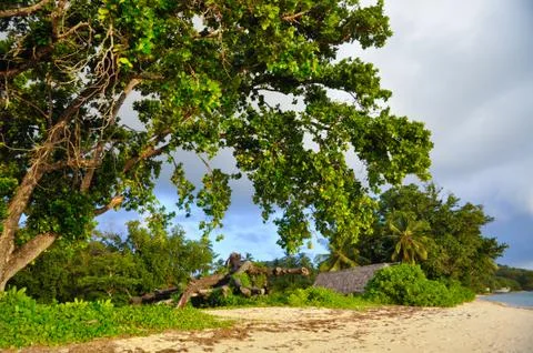 Tropical vegetation on the beach Stock Photos
