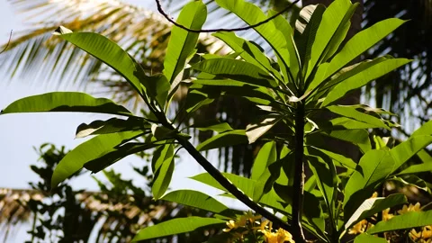 Tropical vegetation in indonesia. Stock Footage 156456716