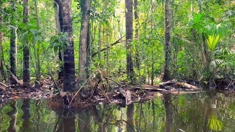 Tropical vegetation inside Peruvian Amazon rain forest. Stock Footage 105406548