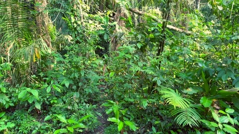 Tropical vegetation inside Peruvian Amazon rain forest. Stock Footage 105408051
