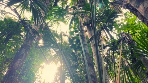 Tropical vegetation inside Peruvian Amazon rain forest. Stock Footage 105409880