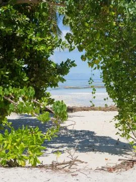 Tropical vegetation Stock Photos